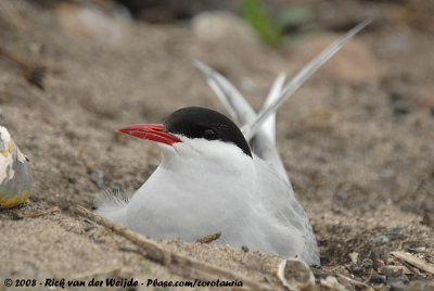 Noordse Stern / Arctic Tern