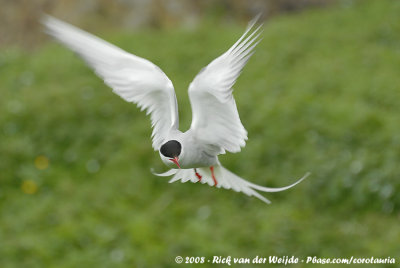 Noordse Stern / Arctic Tern