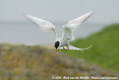 Noordse Stern / Arctic Tern