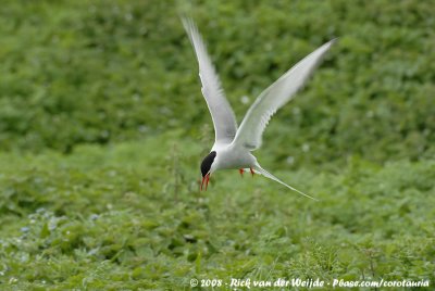 Noordse Stern / Arctic Tern