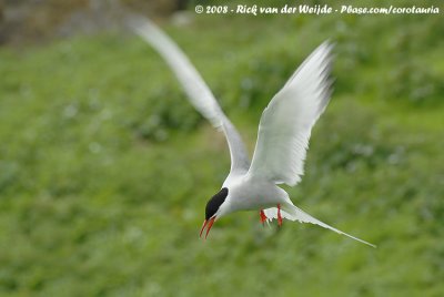 Noordse Stern / Arctic Tern