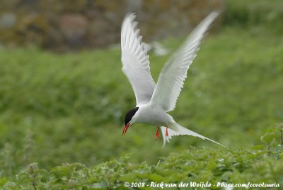 Noordse Stern / Arctic Tern