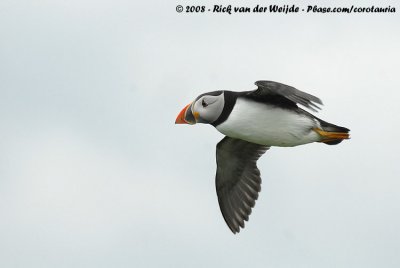 Papegaaiduiker / Atlantic Puffin