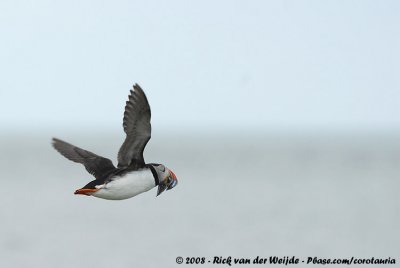 Papegaaiduiker / Atlantic Puffin