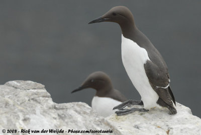 Zeekoet / Common Guillemot