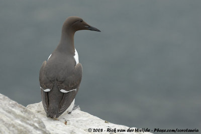 Zeekoet / Common Guillemot