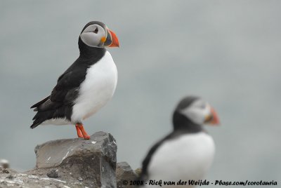 Papegaaiduiker / Atlantic Puffin