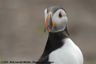 Papegaaiduiker / Atlantic Puffin