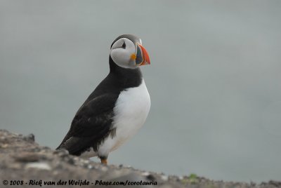 Papegaaiduiker / Atlantic Puffin