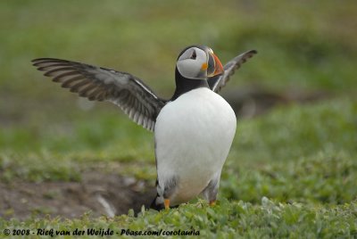 Papegaaiduiker / Atlantic Puffin