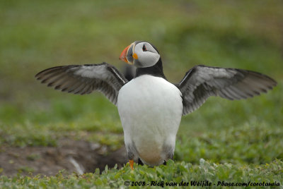 Papegaaiduiker / Atlantic Puffin