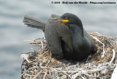 Kuifaalscholver / European Shag