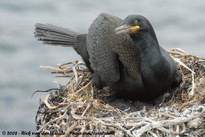 Kuifaalscholver / European Shag