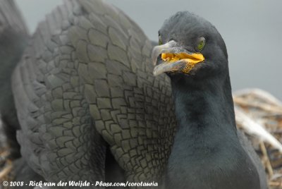 Kuifaalscholver / European Shag