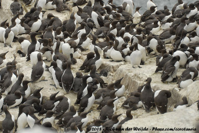 Zeekoet / Common Guillemot