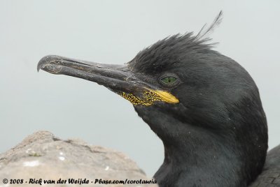 Kuifaalscholver / European Shag