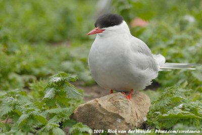 Noordse Stern / Arctic Tern