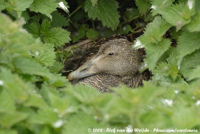 Eider / Common Eider