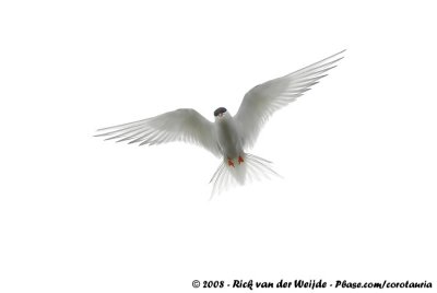 Arctic Tern  (Noordse Stern)