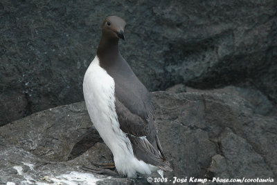 Zeekoet / Common Guillemot