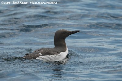 Zeekoet / Common Guillemot