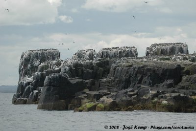 Every rock holds a couple of Thousands Birds
