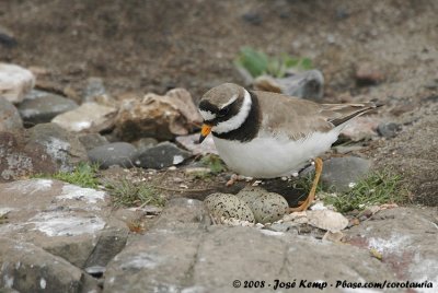 Bontbekplevier / Common Ringed Plover