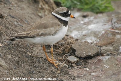 Bontbekplevier / Common Ringed Plover