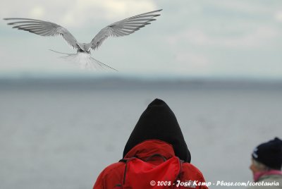 Noordse Stern / Arctic Tern