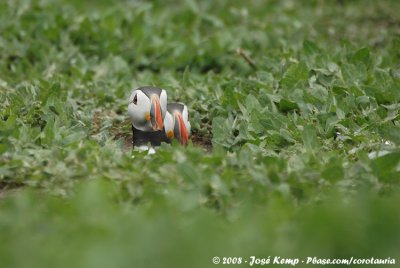 Papegaaiduiker / Atlantic Puffin