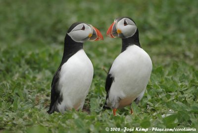 Papegaaiduiker / Atlantic Puffin