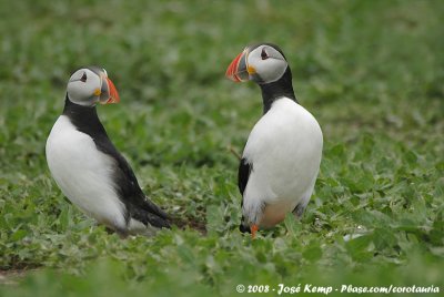 Papegaaiduiker / Atlantic Puffin