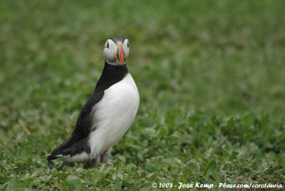 Papegaaiduiker / Atlantic Puffin