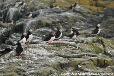 Papegaaiduiker / Atlantic Puffin