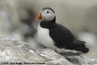 Papegaaiduiker / Atlantic Puffin