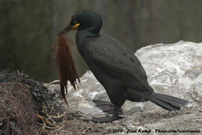 Kuifaalscholver / European Shag