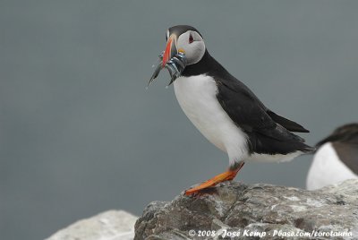 Papegaaiduiker / Atlantic Puffin