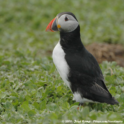 Papegaaiduiker / Atlantic Puffin