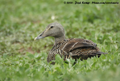 Eider / Common Eider