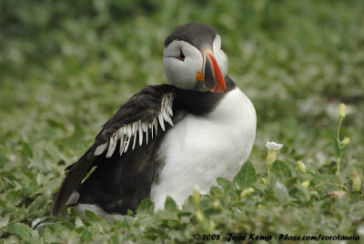 Papegaaiduiker / Atlantic Puffin