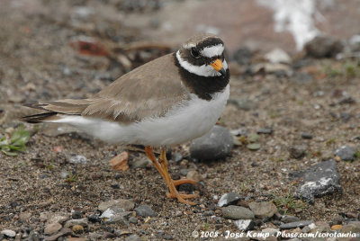 Bontbekplevier / Common Ringed Plover