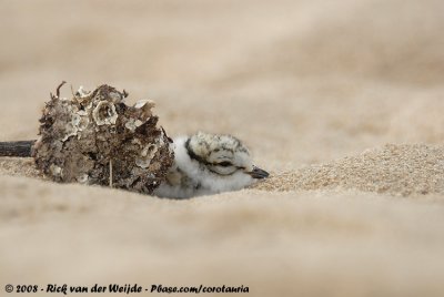 Bontbekplevier / Common Ringed Plover