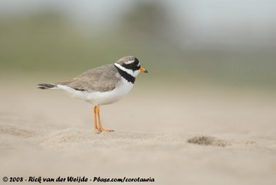 Bontbekplevier / Common Ringed Plover