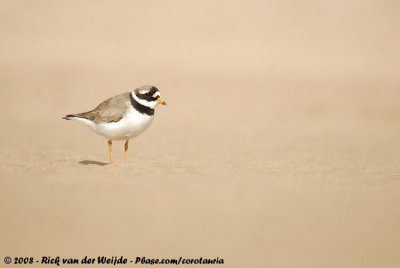 Bontbekplevier / Common Ringed Plover