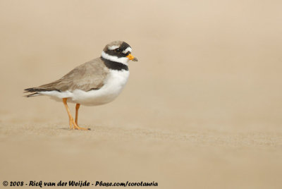 Common Ringed Plover  (Bontbekplevier)