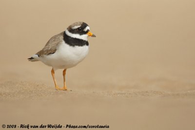 Bontbekplevier / Common Ringed Plover