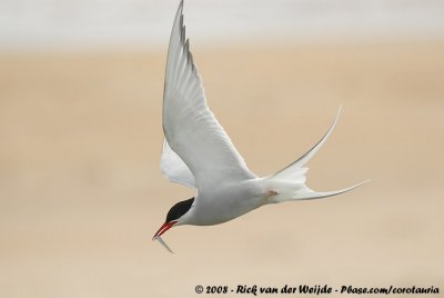 Noordse Stern / Arctic Tern