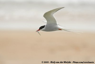 Noordse Stern / Arctic Tern