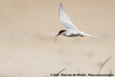 Noordse Stern / Arctic Tern