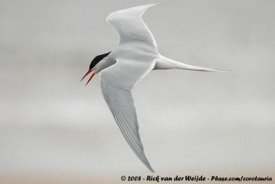 Noordse Stern / Arctic Tern